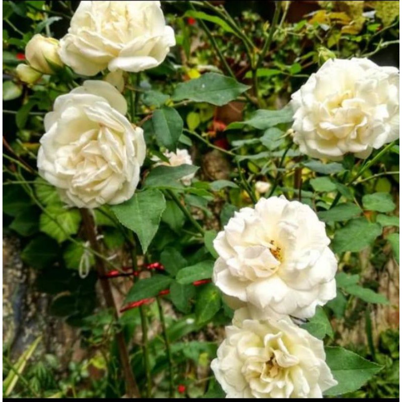 bibit bunga mawar putih