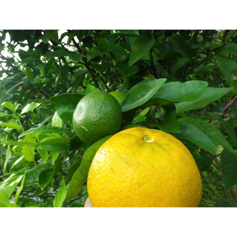 

Jeruk Gerga Kerinci / Buah segar