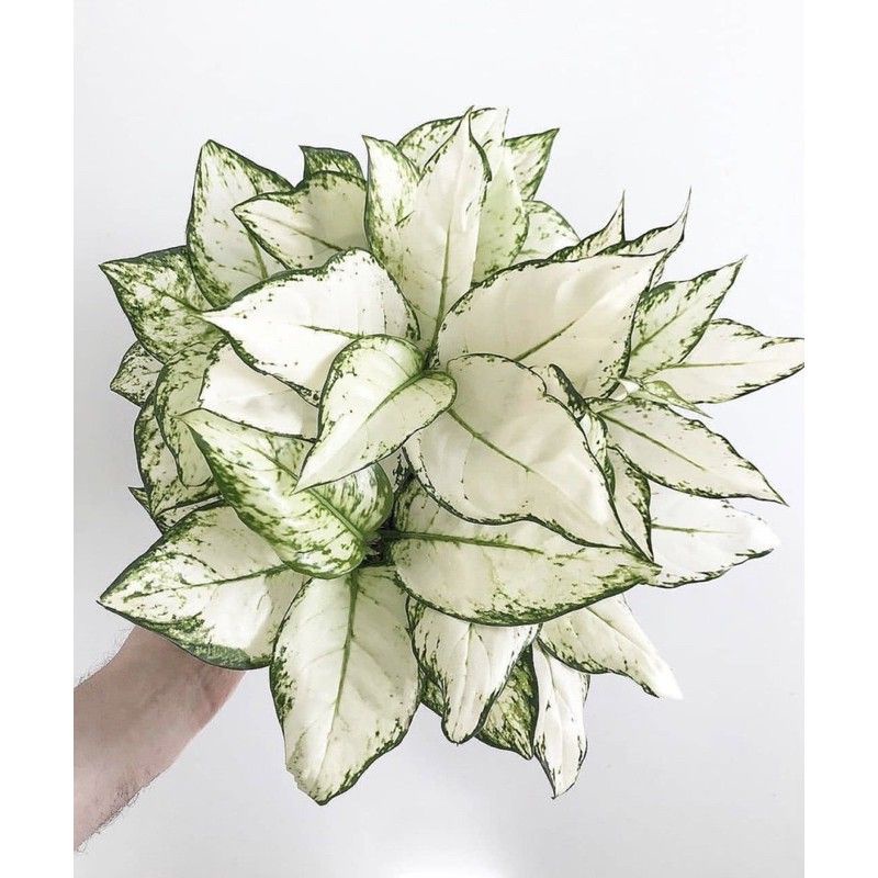 Tanaman Hias Hidup Aglonema Snow White - Tanaman hias aglonema snow white - bunga hidup - aglonema s