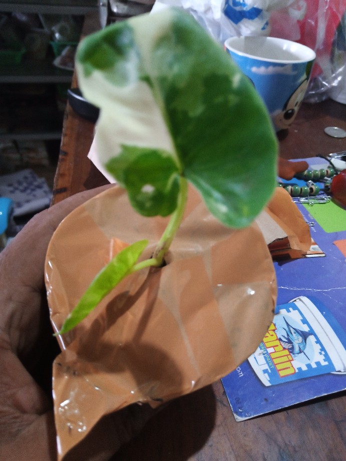Tanaman Hias Sente Varigata
