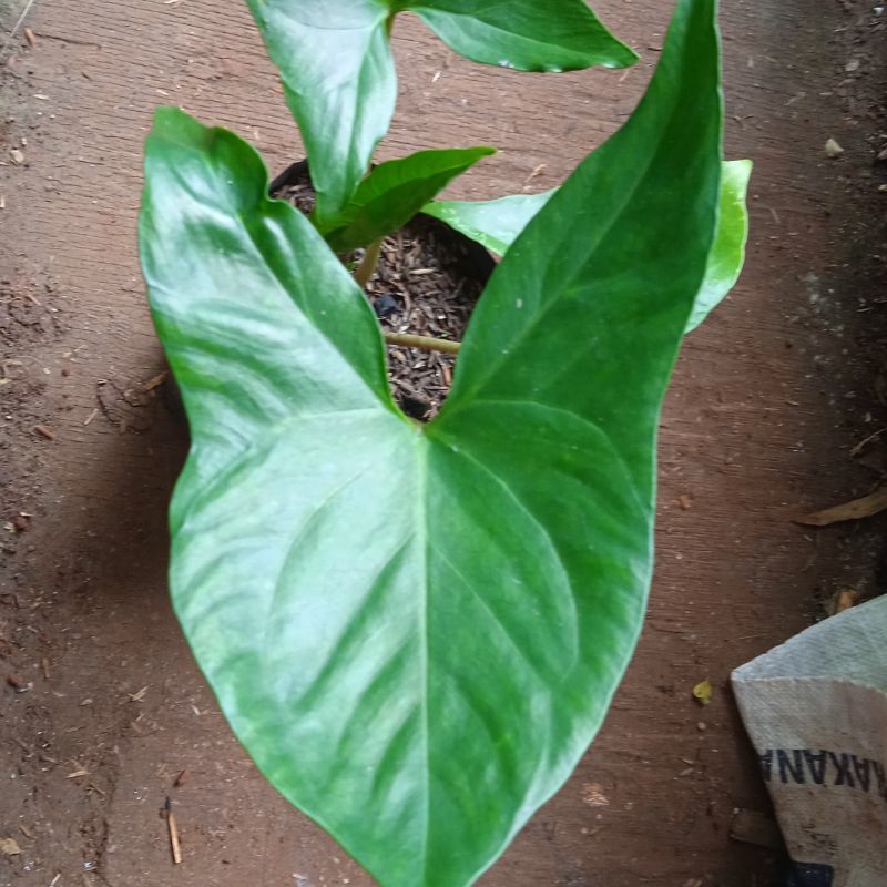 Tanaman hias alocasia cyrtosperma cuspidispatum