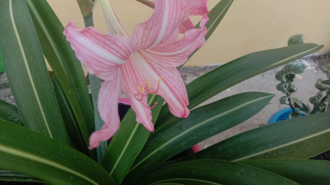 Kou-cha Glass Water Bottle Botol Air Minum Kaca Tumbler 350ml Saringan Teh Infused Water Bpa-free