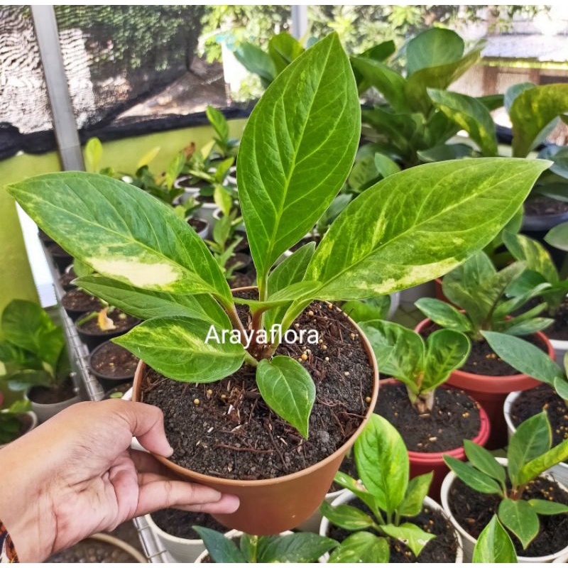 anthurium jemani varigata