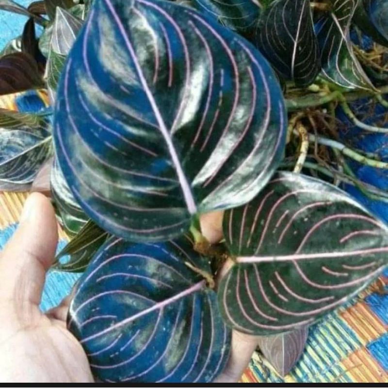 tanaman hias aglonema rotundum aceh - aglonema rotundum aceh