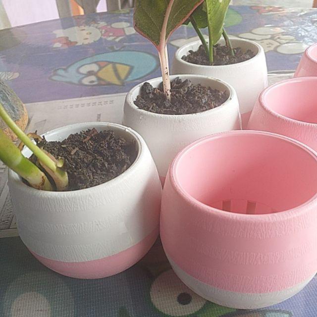 Pot Bulat Bola Pot Bunga Plastik Pot Telur Pxlxt (8x8x7)