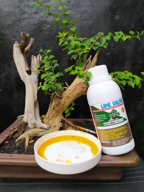 LIME SULFUR BONSAI OBAT JIN 300ml