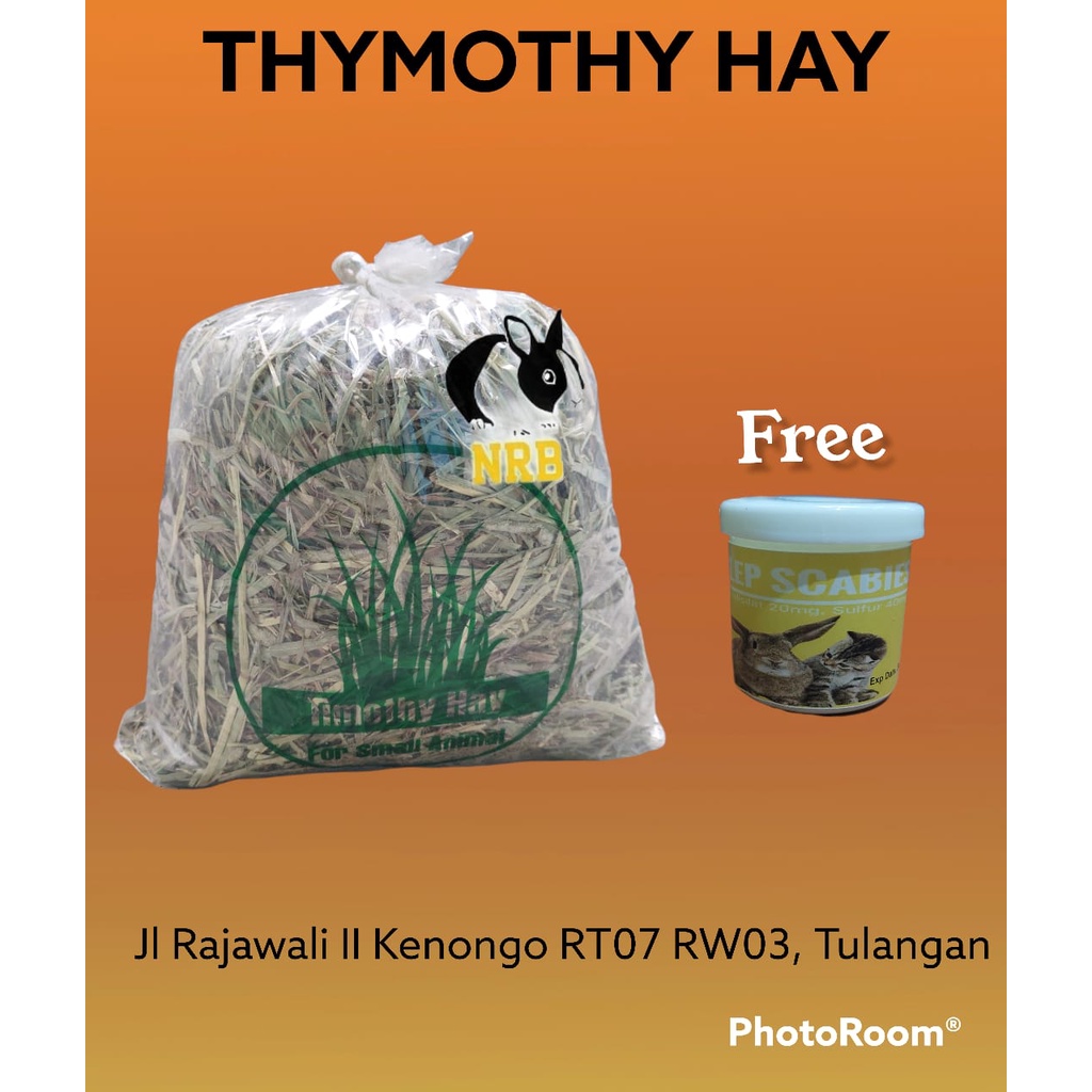 TIMOTHY RUMPUT HAY MAKANAN KELINCI