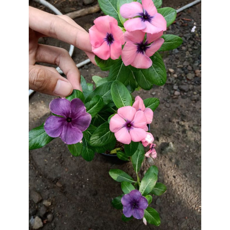 Benih vinca