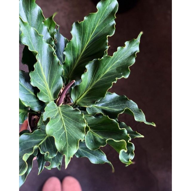 Bibit bunga gelombang cinta (anthurium plowmanii)