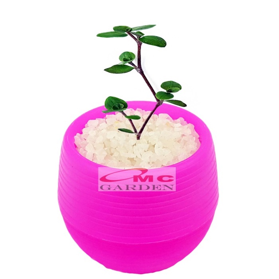 Tanaman Hias Sukulen Sekulen Mini Succulent Kaktus plus Pot Bola Warna SKLN-016-020