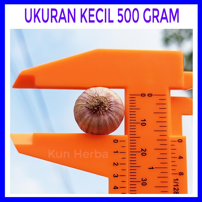 

KECIL BAWANG PUTIH TUNGGAL 500 GR - BAWANG PUTIH LANANG KECIL