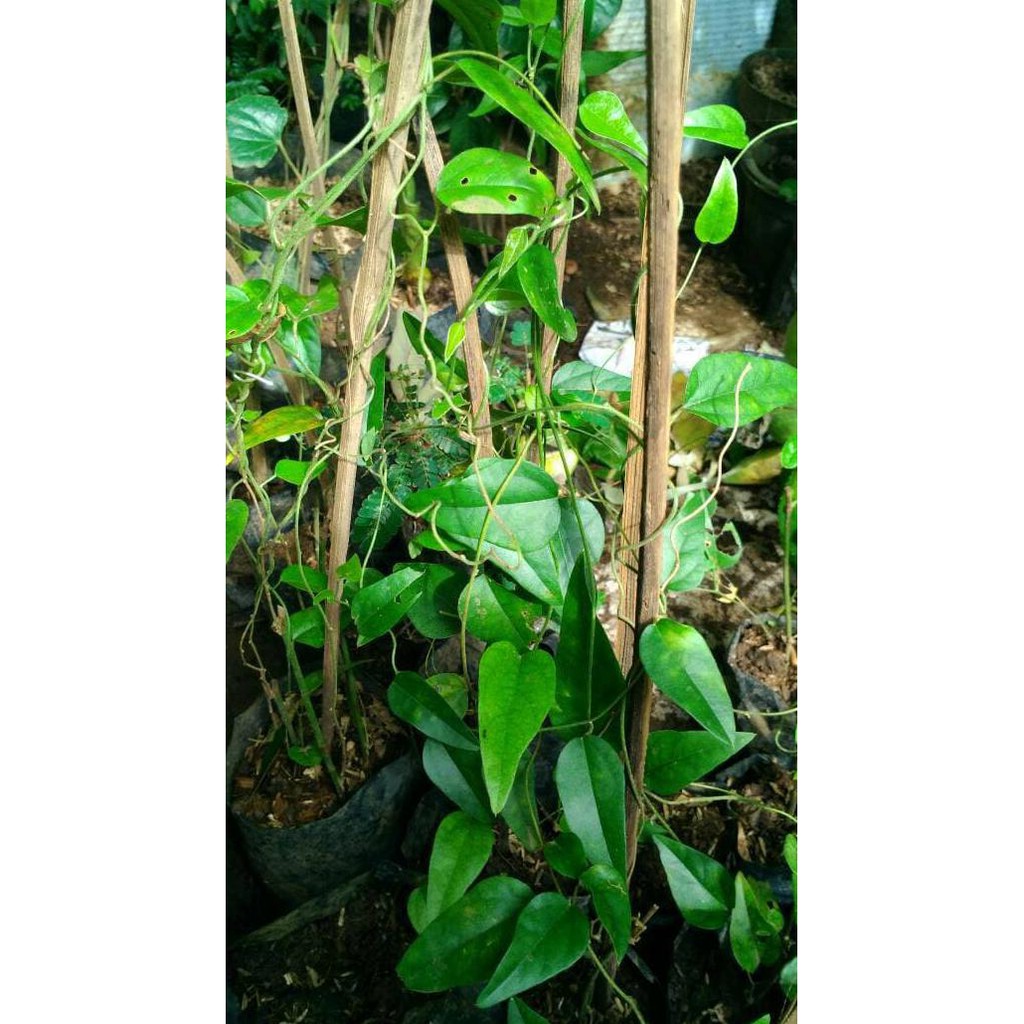 Bibit Tanaman Cincau Hijau Rambat Jelly
