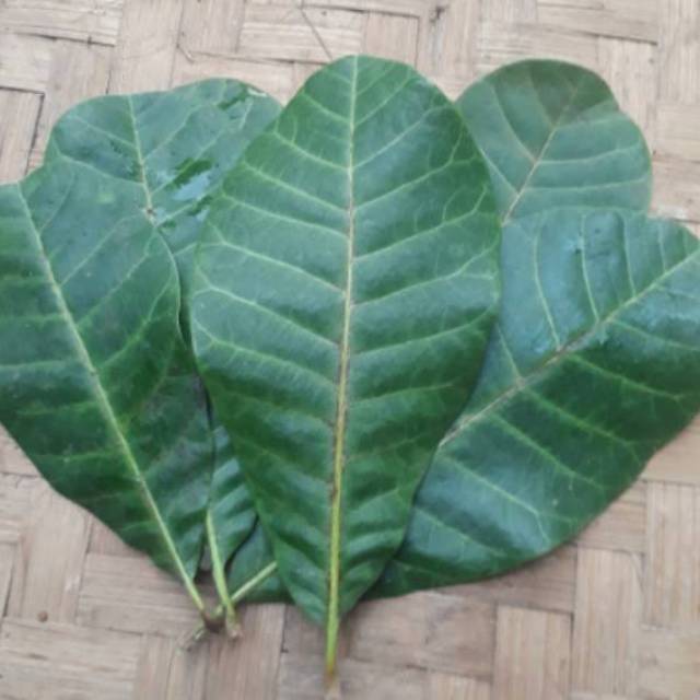 

daun jambu monyet segar 100gr
