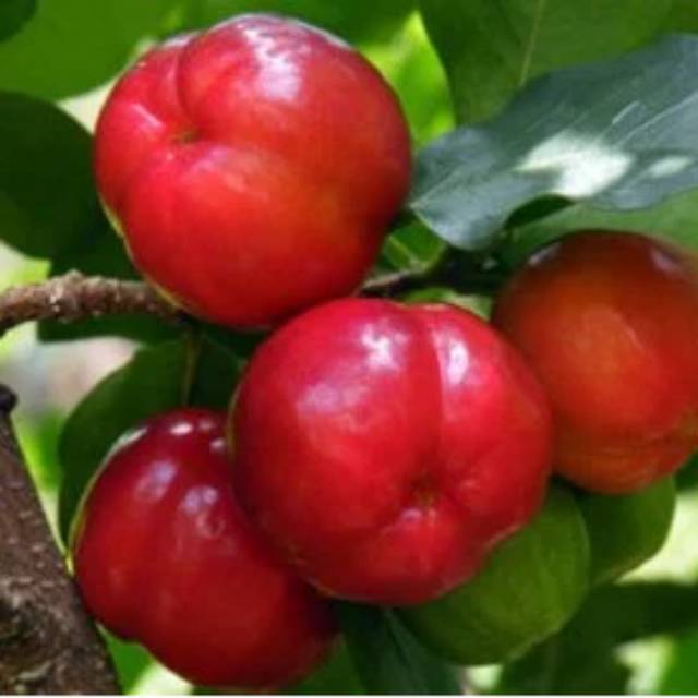 Tanaman Buah cherry vietnam (cangkok)