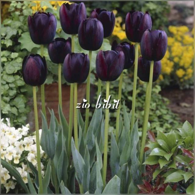 Benih bibit biji bunga tulip hitam asli holland belanda 2 biji