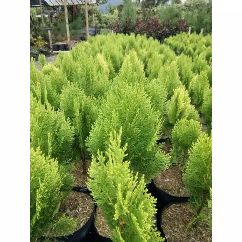 cemara kipas tinggi rimbun jumbo