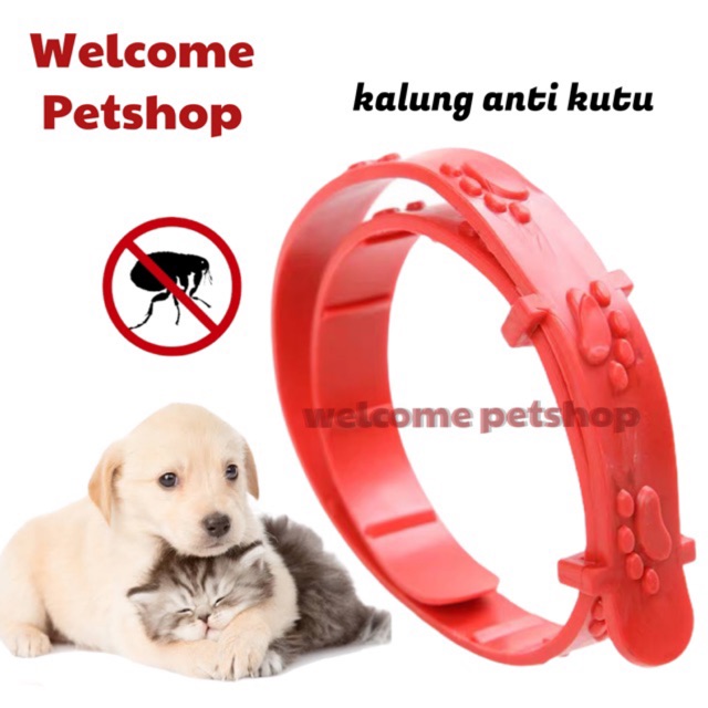 Kalung Anti Kutu Kucing Anjing Kelinci / Anti Kutu