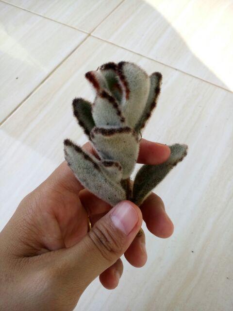 Sukulen Murah Dan Hemat Dengan Berbagai Macam Variant Sudah Termasuk Pot 10cm