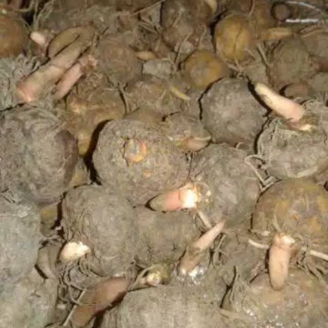 Obral bibit umbi porang