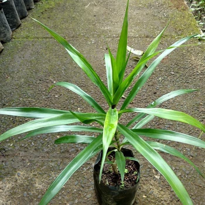 Bibit Tanaman Daun Suji Bibit Suji Pewarna Makanan