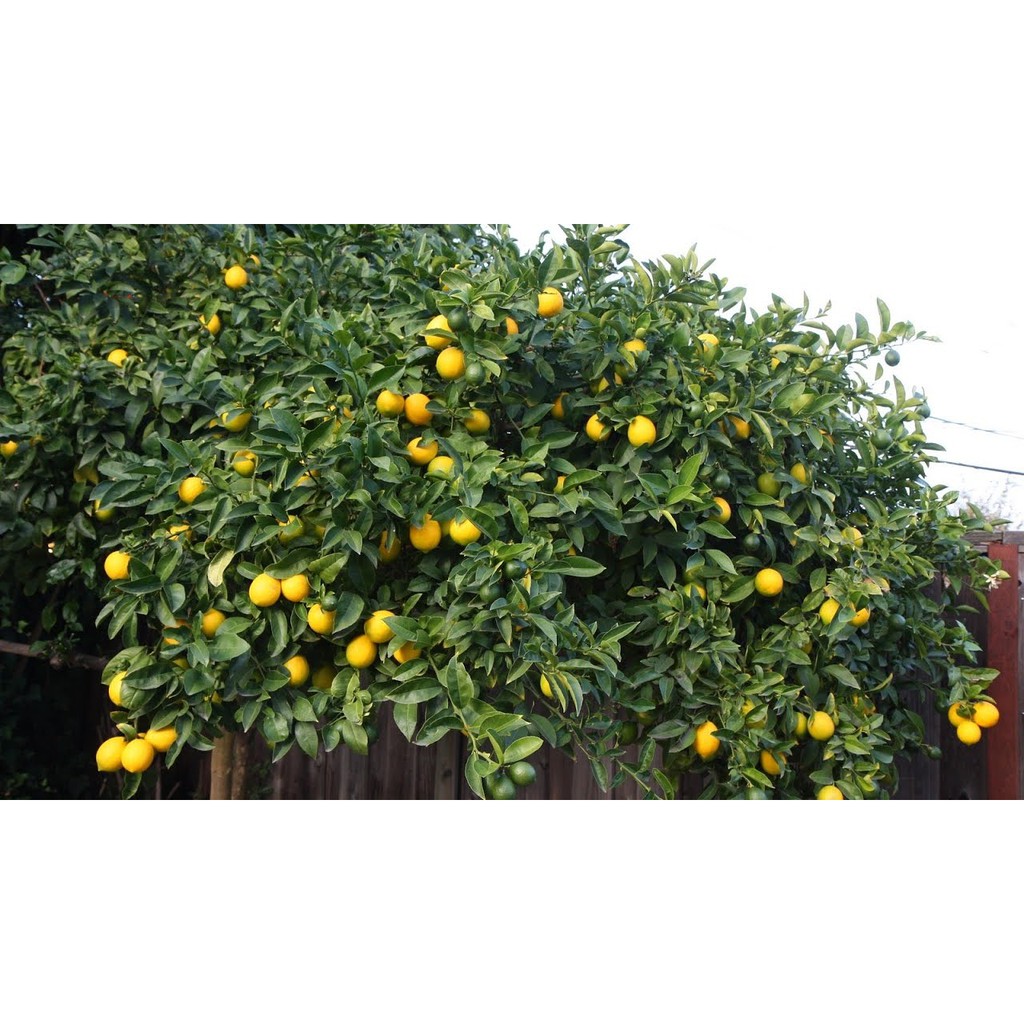 

LaSolana Fresh Lemon