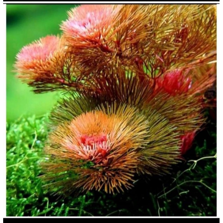 tanaman aquascape cabomba caroliniana cabomba red