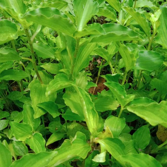 

1 kg Daun rumput gewor daun herbal