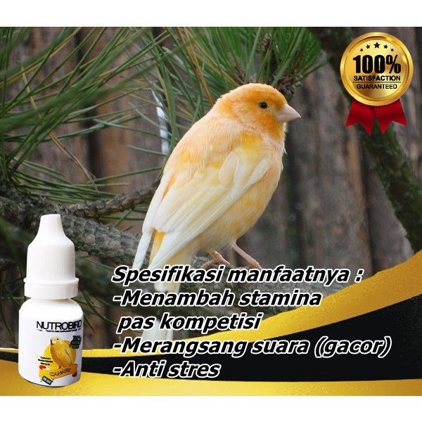 TERAMPUH vitamin burung kenari macet supplement burung kenari doping burung kenari bahan