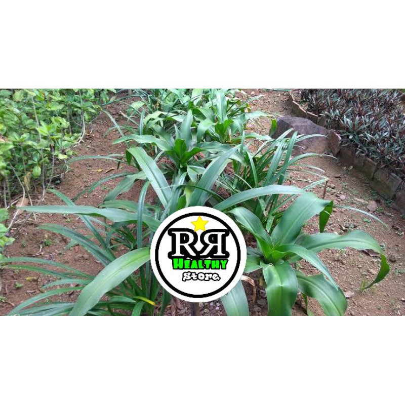 

daun bakung segar daun herbal
