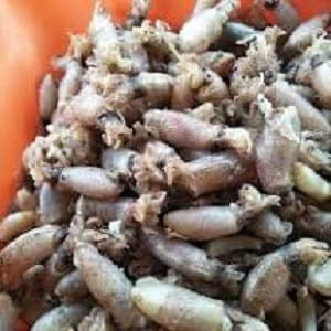 

IKAN ASIN BABY CUMI B SUPER [BARU - KERING - BERSIH - GRADE A] 500gr