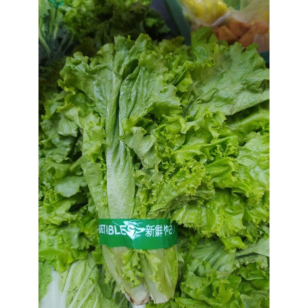 

Selada Lalap/ Slada Manis Organik 100g