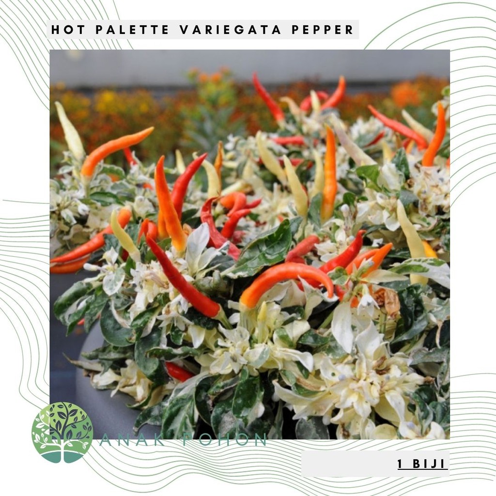 Benih Bibit Biji - Cabai Hot Palette (Variegata) Pepper Seeds