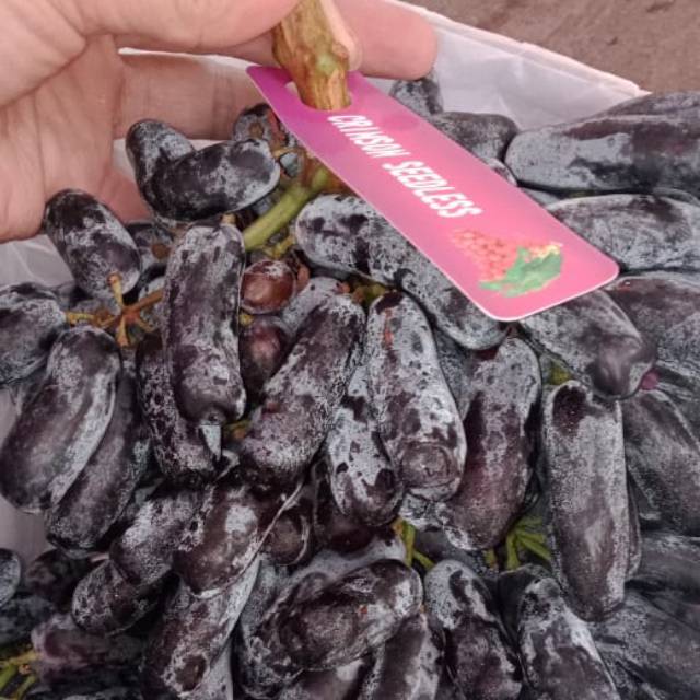 

Anggur Sweet Sapphire/ Anggur Moondrop