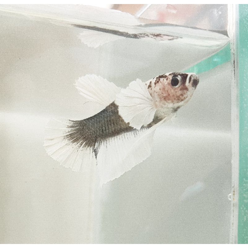 SOLD  CUPANG SULTAN DUMBO AER