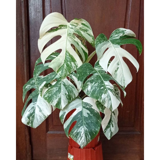 monstera albo varigata / monstera white tiger varigata