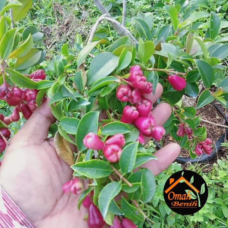 BIBIT TANAMAN JAMBU AIR LILIPILI / LILY PILY / LILLY PILLY