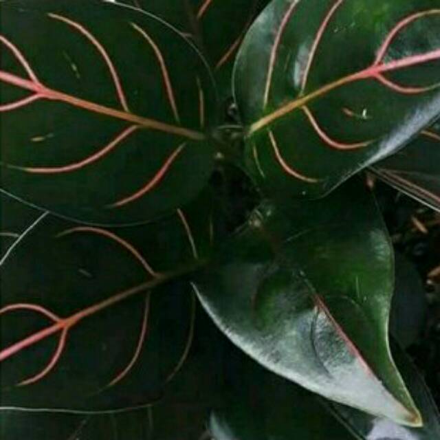 PRODUK UNGGULAN bibit aglonema rotundum-tanaman hias aglonema-aglonema rotundum  dewasa