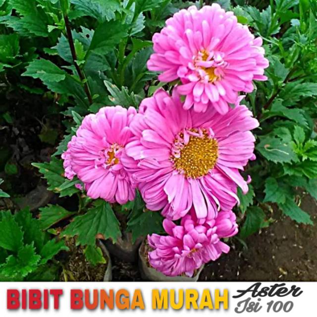 biji bunga aster