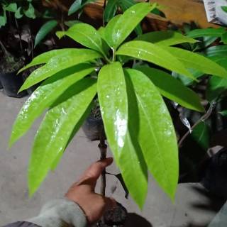 BIBIT MANGGA YUWEN ASLI hasil okulasi lebih cepat berbuah