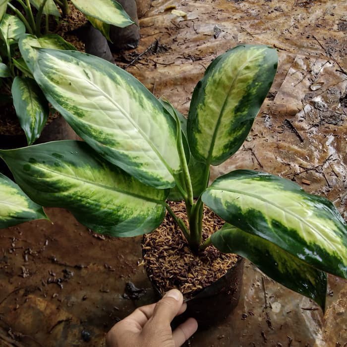 Tanaman blanceng susu - aglonema blanceng