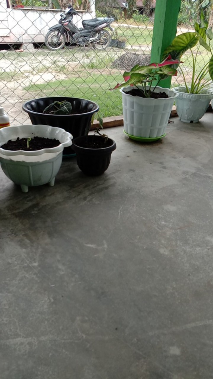 Kemeja Batik Cendrawasi Sogan M L Xl Xxl Terbaru Termurah Terviral Berkualitas Terlaris