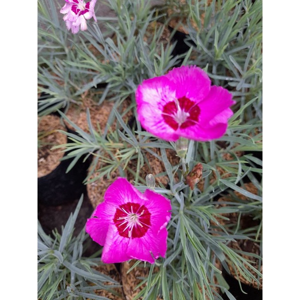 Tanaman hias anyelir