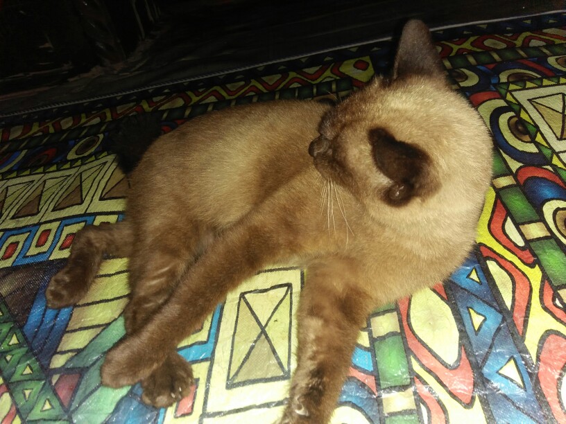 Gh102 Wallpaper Dinding Doraemon | Wall Sticker Karakter Doraemon Garis Salur Biru