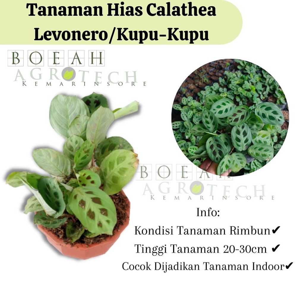 Bibit Tanaman Hias Calathea Levonero/ Calathea Kupu-Kupu