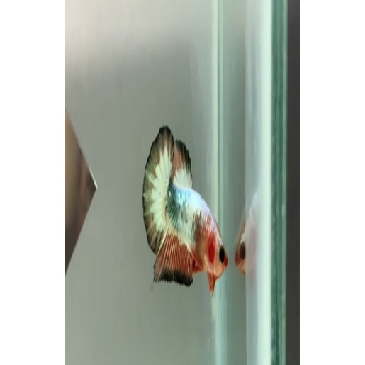 3 Ekor Fccp + bonus female fccp