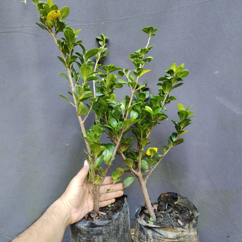 bonsai beringin kompakta