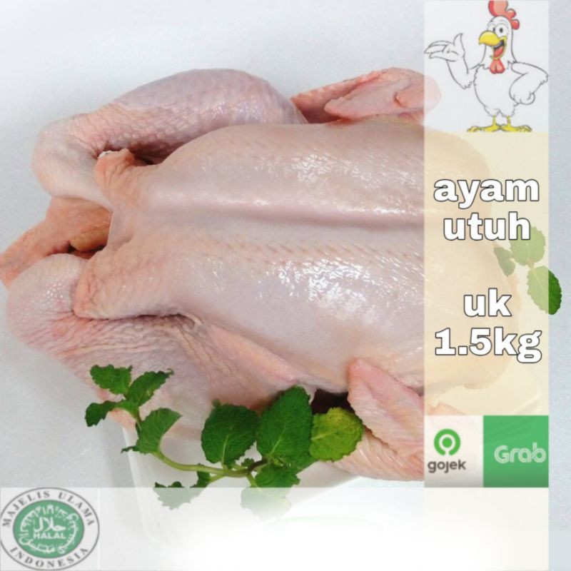 

ayam tanpa kepala kaki ukuran 1.5kg fress / ayam karkas / ayam premium/ ayam potong/ ayam segar / karkas 1.5kg