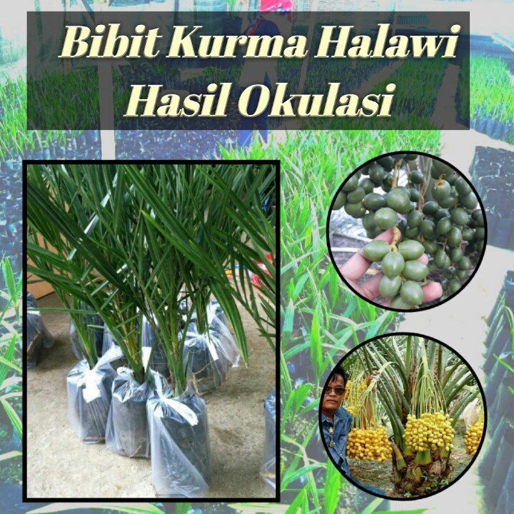 

Bibit kurma