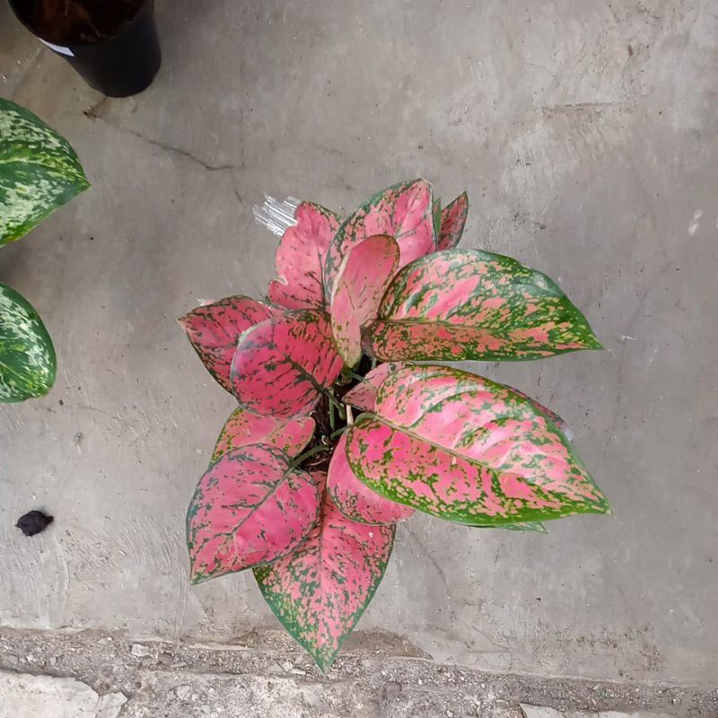 aglonema big apel rumpun