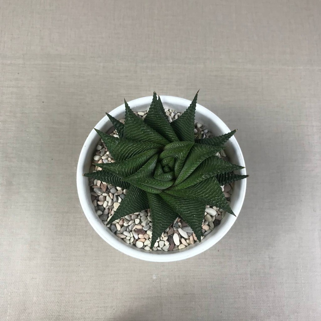 Kaktus Sukulen (Haworthia limifolia f. spiralis) Tanaman Hias Hidup